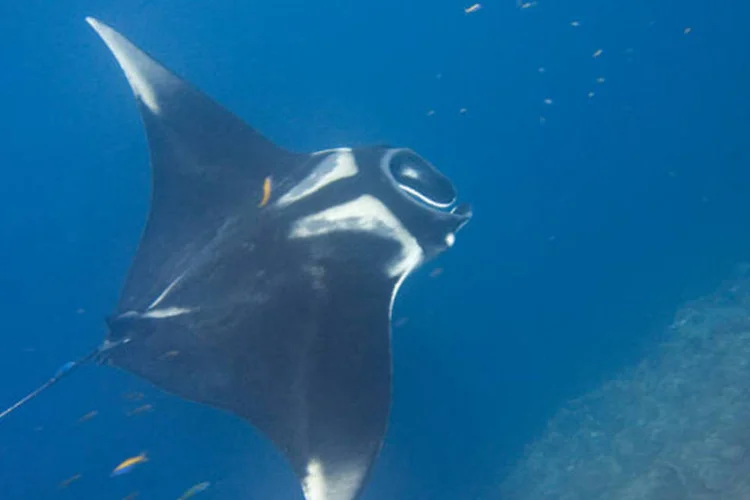 
	As duas esp&eacute;cies de raia-manta, agora protegidas, s&atilde;o a oce&acirc;nica e a recifal
 (Wikimedia Commons)