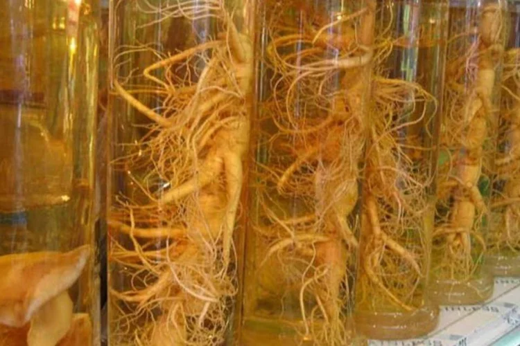 Estoque de ginseng: Composto Nutritivo Energit, que continha a raiz, foi proibido (Richardfabi/Wikimedia Commons)