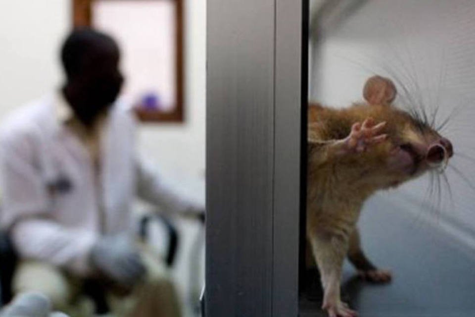 16% dos trabalhadores de laboratórios têm alergia a animais