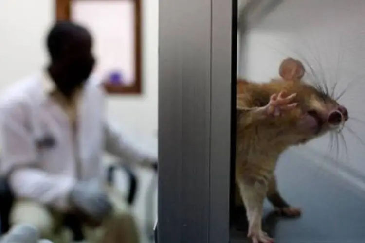 Rato em laboratório: as alergias respiratórias são as mais comuns, pois as proteínas eliminadas pelos animais ficam suspensas no ar e são aspiradas pelos trabalhadores (©AFP/Arquivo / Yasuyoshi Chiba)