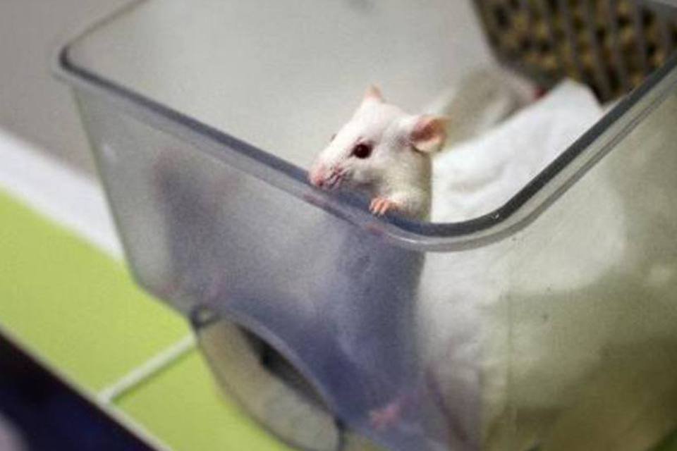 Cientistas reativam memória perdida de camundongos com luz