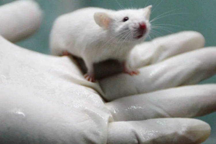 Os animais foram submetidos a testes de coordenação motora e força. Os cientistas perceberam que o tempo de vida dos camundongos que receberam as células aumentou (Getty Images)