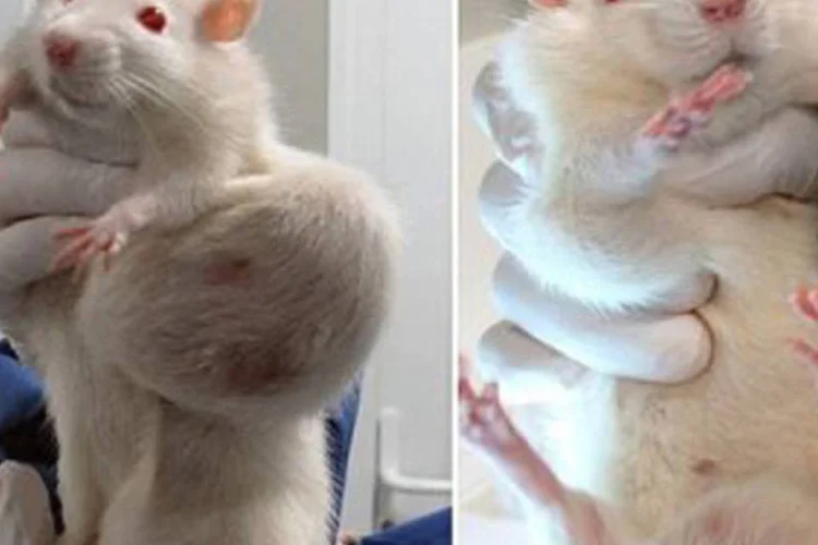 Ratos utilizados em experiência com milho da Monsanto
 (AFP)