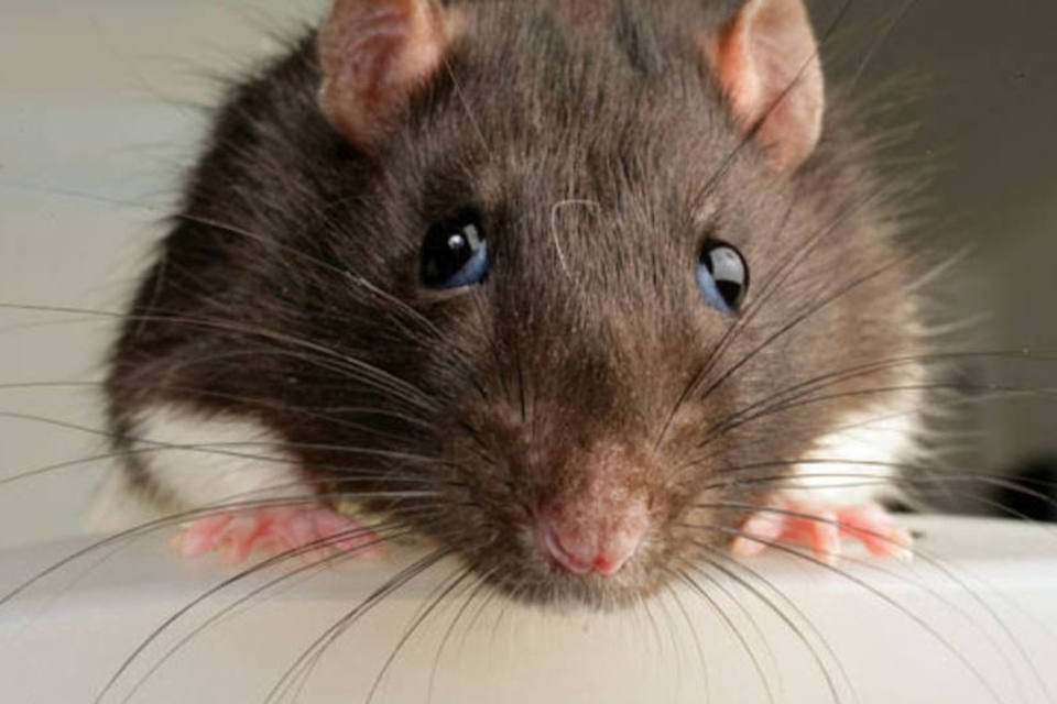 Ratos aterrorizam Nova York e até dão show no metrô