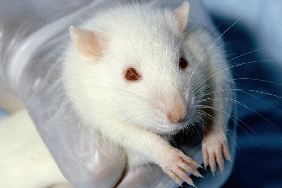 Ratos vacinados contra Chagas têm resposta positiva