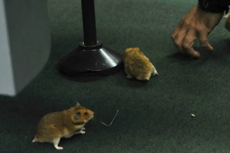 
	Ratos soltos durante CPI da Petrobras: foram soltos dois ratos, dois hamsters e um esquilo da Mong&oacute;lia
 (Luis Macedo/Câmara dos Deputados/ABr)