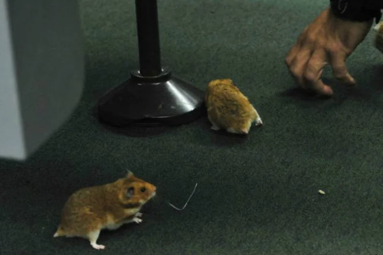 Ratos soltos por servidor no plenário da Câmara dos Deputados, durante depoimento na CPI da Petrobras (Luis Macedo/Câmara dos Deputados/ABr)
