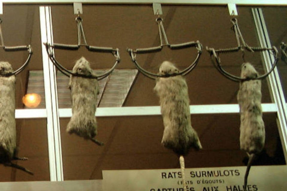 Cientistas deverão justificar uso de animais