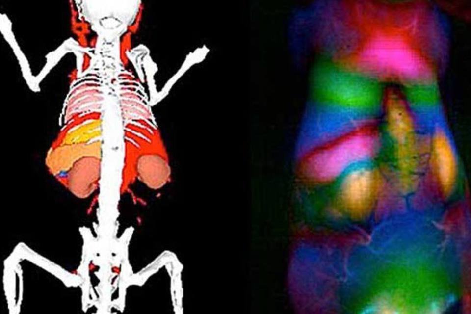 Nanotubos fluorescentes mostram órgãos internos do corpo