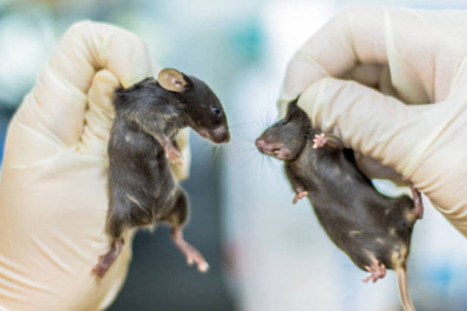 Ratos apresentam lesões no fígado após 2 semanas no espaço