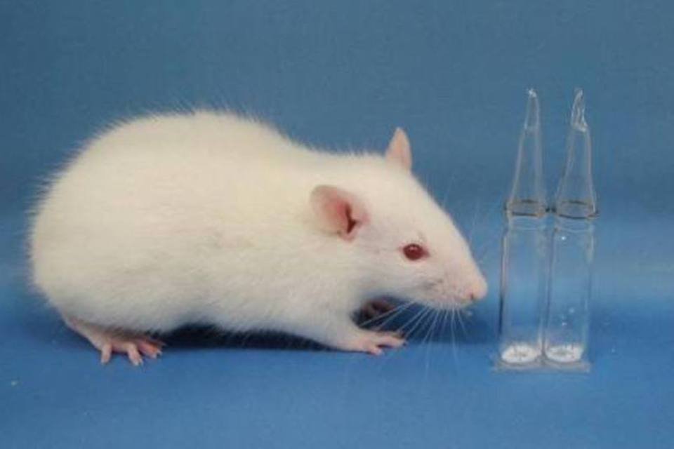 Esperma de testículo congelado produz ratos saudáveis