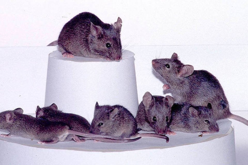
	Ratos: os pesquisadores produziram uma estrutura de gelatina com diversos pontos de apoio para que as c&eacute;lulas pudessem se escorar
 (Getty Images)