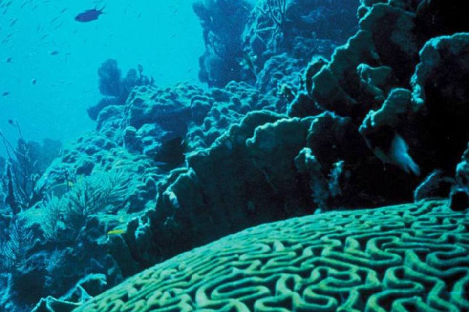 Recifes de corais já sofrem com mudanças no clima