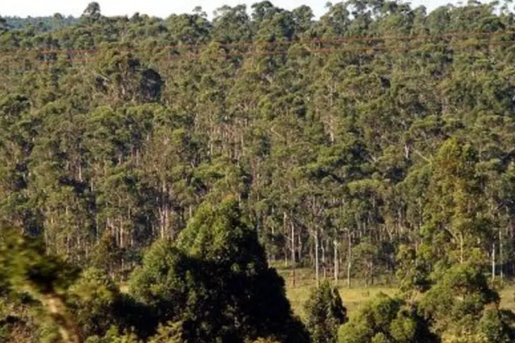 PPCerrado ampliará  medida que não permite concessão de crédito para quem não cumprir leis ambientais  (.)