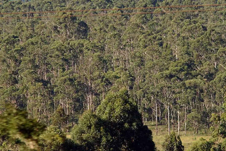 
	Reflorestamento de eucalipto no Brasil: A mostra foi elaborada antes da Rio+20 e ser&aacute; apresentada em outras cidades brasileiras
 (Fábio Pozzebom/ABr)