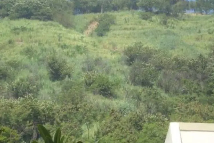 Rodolfo sobe por uma trilha próxima à sua casa, levando uma sacola com várias garrafas com água, cerca de 20 litros. Pelo caminho, vai molhando as mudas (Divulgação)