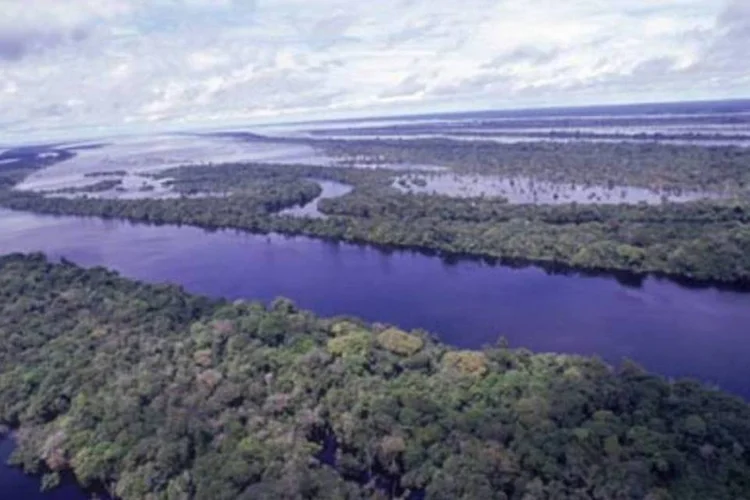 Segundo o WWF, 30% da biodiversidade do mundo foi destruída (Arquivo)