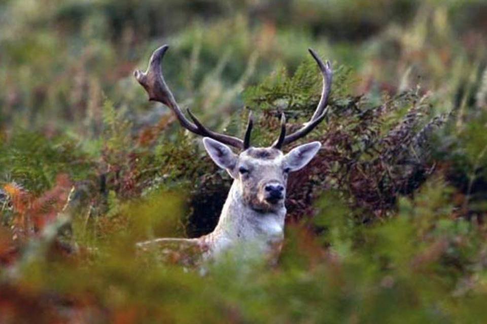 Áreas protegidas cobrem apenas 15% do território mundial