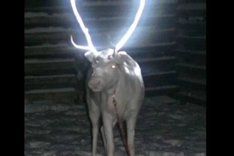Rena brilhando no escuro: criadores de renas pulverizaram uma substância reflexiva em vinte animais ( Anne Ollila/Finland Reindeer Herders Asso)