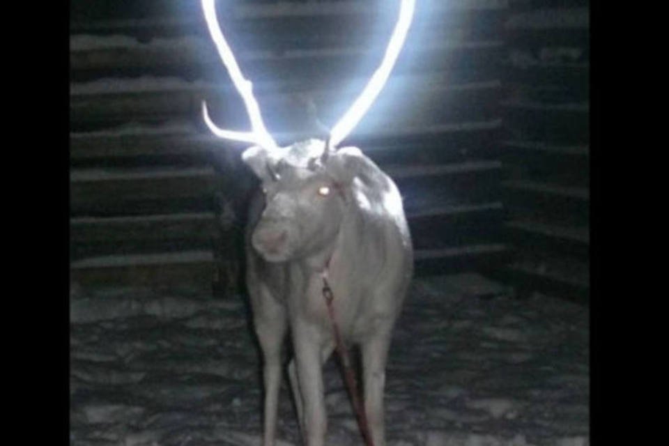 Finlandeses pretendem fazer as renas brilharem no escuro