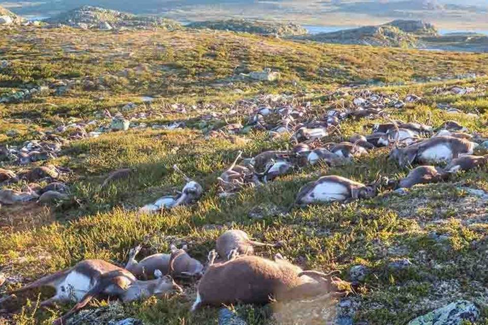 Raio mata mais de 300 renas na Noruega — de uma só vez