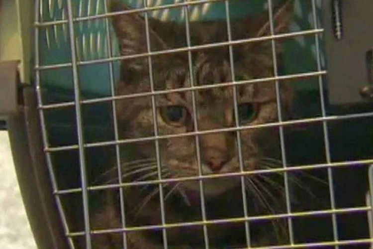 o gato Ripples:  “quem diria que um gato teria poder suficiente para atrasar um voo?”, disse a Air Canadá em sua conta no Twitter (Reprodução CTV News)