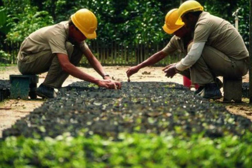 Senado aprova MP que autoriza fundo com recursos de compensação ambiental
