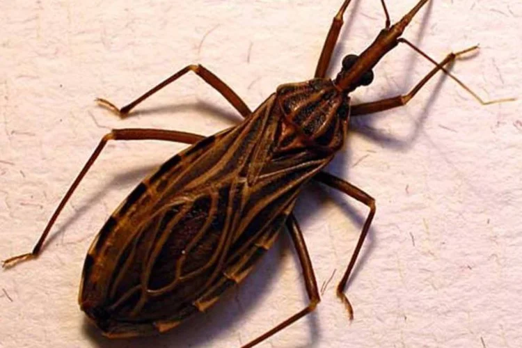 Barbeiro, inseto transmissor da Doença de Chagas: estudos buscam avanços na produção de medicamentos contra a doença (Erwin Huebner / Wikimedia Commons)