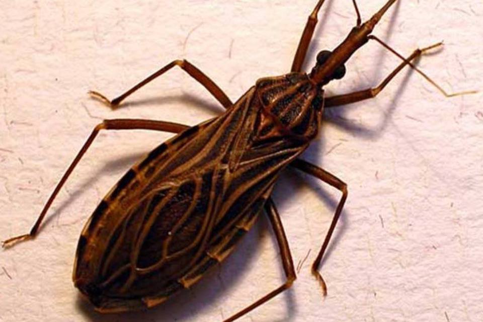 O inseto barbeiro (Rhodnius prolixus), um dos transmissores da doença de Chagas (Erwin Huebner / Wikimedia Commons/Wikimedia Commons)