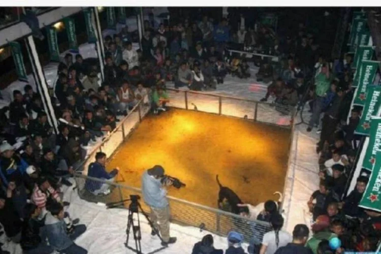 Heineken: marca negou o envolvimento com rinha de cães denunciada por usuários do Facebook (Reprodução)