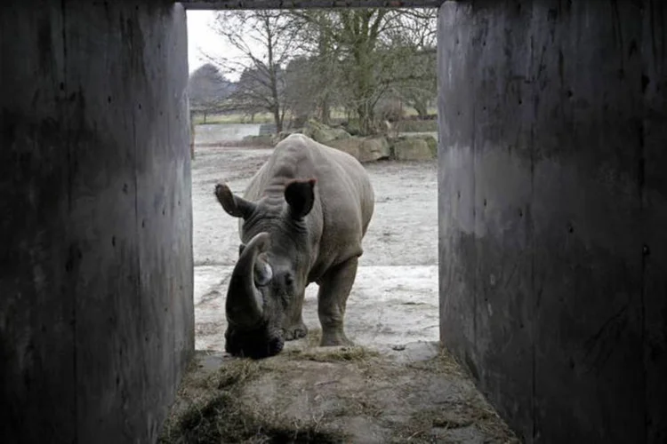 
	Rinoceronte branco do norte em zool&oacute;gico na Rep&uacute;blica Tcheca: os rinocerontes brancos do norte em liberdade foram declarados extintos em 2008
 (Petr Josek/REUTERS)