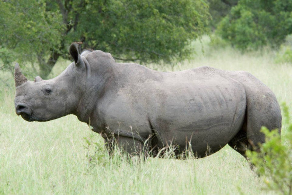 População de rinocerontes brancos cai para 6 animais