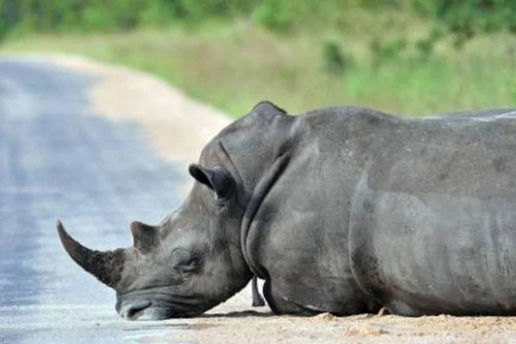 
	Rinoceronte descansa no Parque Kruger
 (Issouf Sanogo/AFP)