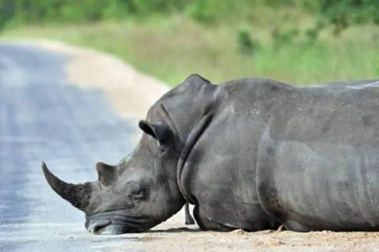Rinoceronte descansa no Parque Kruger: caça ameaça a espécie há anos (Issouf Sanogo/AFP/AFP Photo)
