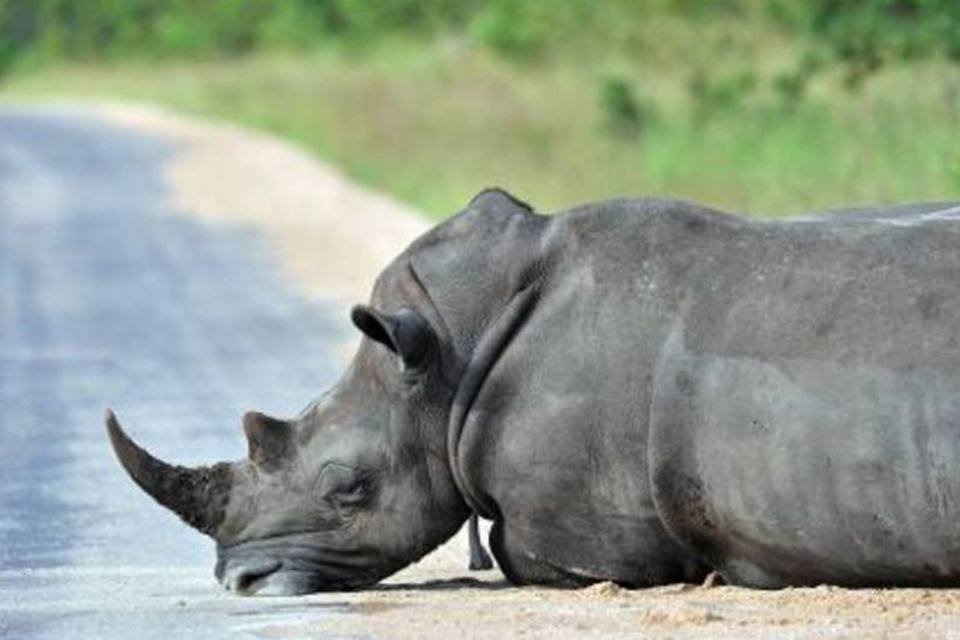 O Banco Mundial planeja vender neste ano um título destinado a captar fundos para aumentar a população de rinocerontes-negros ameaçados de extinção na África do Sul (AFP Photo/Issouf Sanogo/AFP)