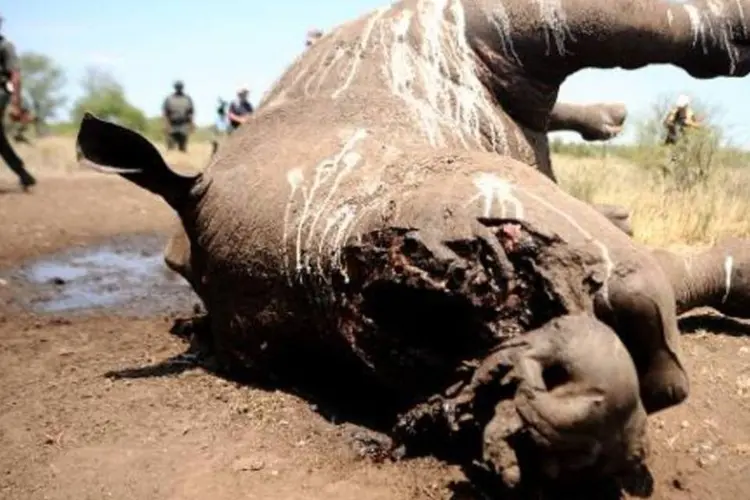 Rinoceronte morto na África: caçadores escaparam com 3 chifres (AFP)
