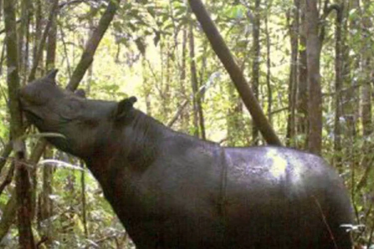 Rinoceronte de Sumatra: há 26 anos não se via a espécie no parque nacional de Monte Leuser, na Indonésia (AFP)