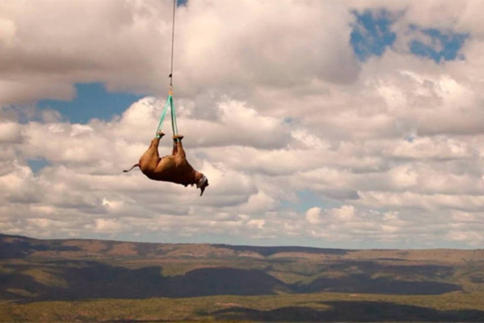 Este é o extremo a que chegamos para salvar os rinocerontes