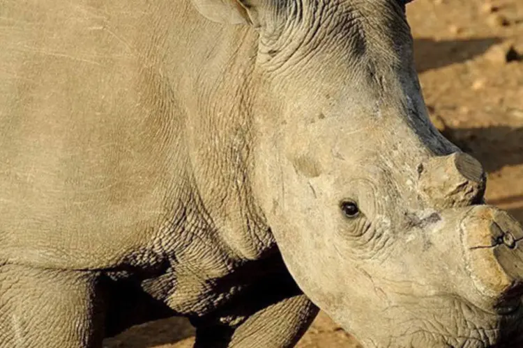 
	Rinoceronte com chifre cortado:&nbsp;matan&ccedil;a de rinocerontes atingiu propor&ccedil;&otilde;es dram&aacute;ticas nos &uacute;ltimos anos, passando de 13 animais mortos em 2007 para 333 em 2010
 (AFP/ Stephane de Sakutin)