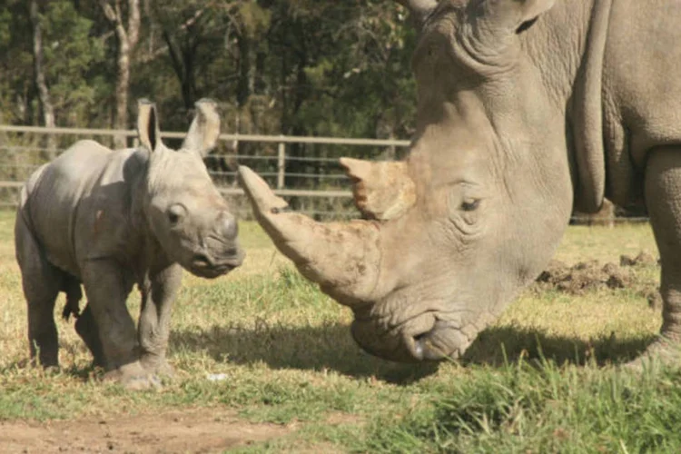 O raro filhote de rinoceronte branco ao lado de sua mãe no zoológico de Taronga Western Plains ( REUTERS/Taronga Zoo)
