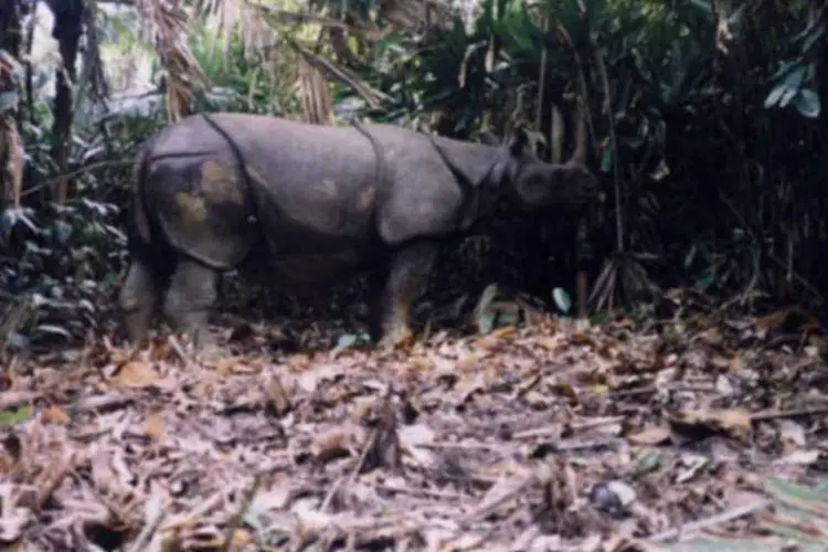 Rinoceronte de Java: em rara aparição flagrada por câmaras do WWF, em 2009 (WWF)