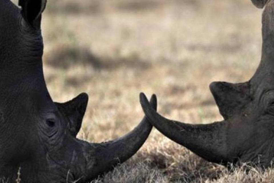 África do Sul estuda tirar chifres de rinocerontes para frear caça