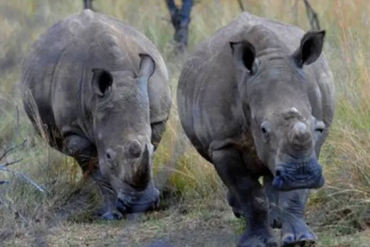 Especialistas sul-africanos calculam que no país africano existam cerca de 20 mil rinocerontes (©AFP/Arquivo / Alexander Joe)