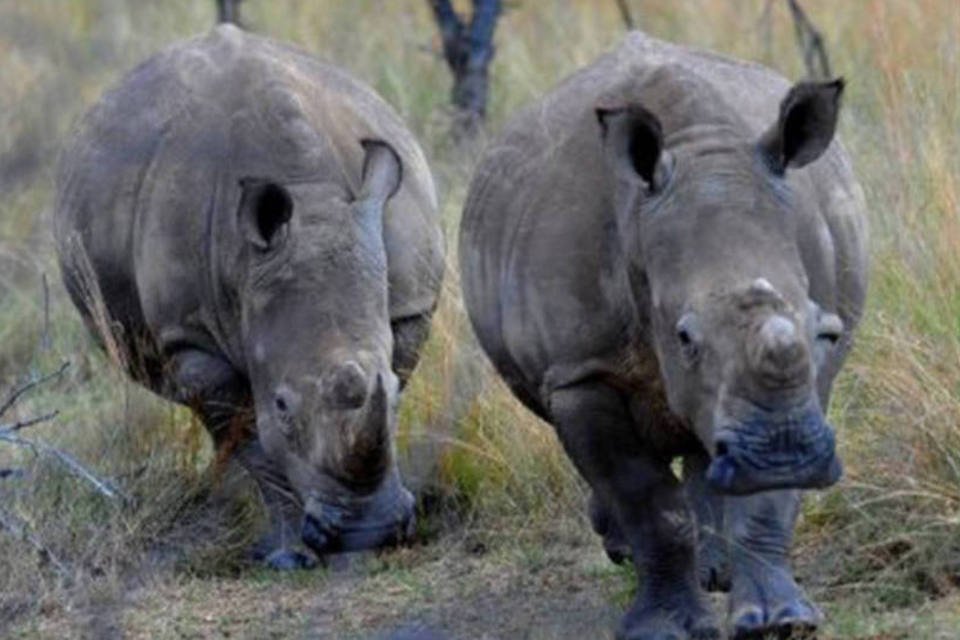 Morreram mais de 600 rinocerontes na África do Sul neste ano