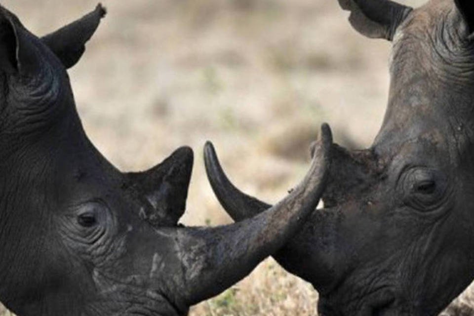 Caça na África do Sul ameaça rinoceronte de extinção