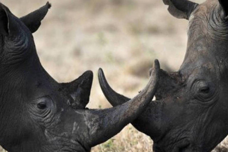 África do Sul declara legal venda de chifres de rinoceronte