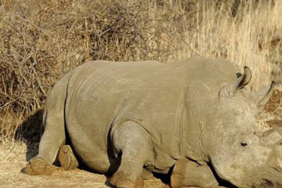 Traficante de chifres de rinoceronte é condenado a 40 anos
