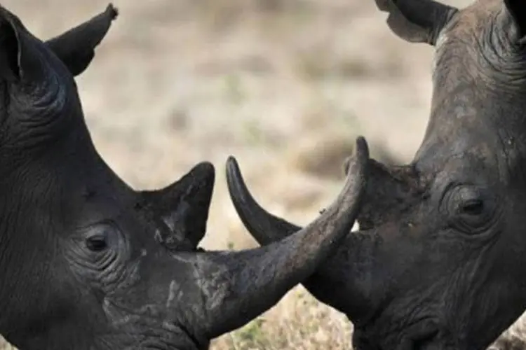 
	Rinocerontes: maior amea&ccedil;a aos estimados 22 mil rinocerontes na &Aacute;frica do Sul vem daqueles que tentam lucrar com o mercado negro de seu chifre
 (Roberto Schmidt/AFP)