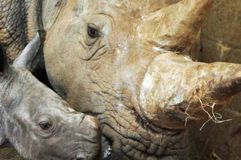 Rinocerontes ganham chifres "tóxicos" contra caça ilegal
