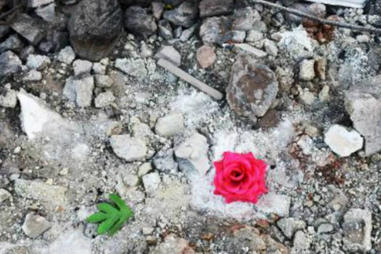 
	Rosa de pl&aacute;stico &eacute; vista nos escombros de um pr&eacute;dio no bairro de Shejaiya, em Gaza
 (AFP)